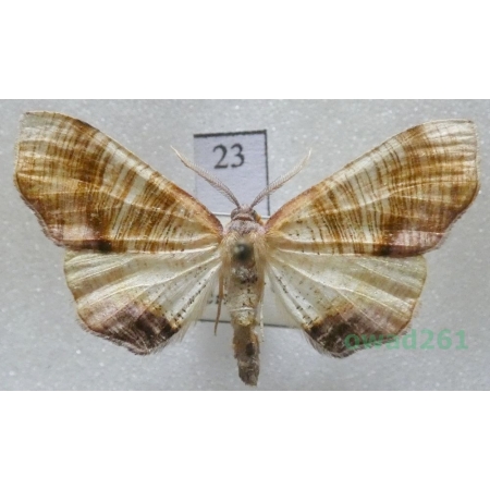 Plagodis dolabraria (Linnaeus, 1767) Czech23
